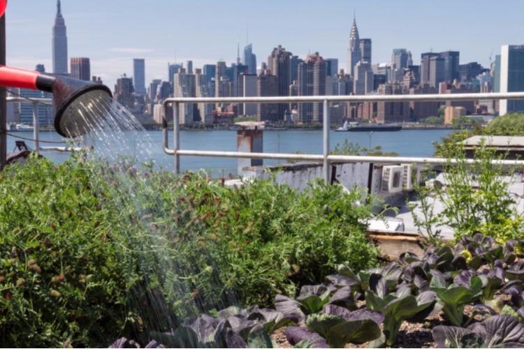 City Farming: If Your Yard Looks Like This You Could Make USD$950/wk