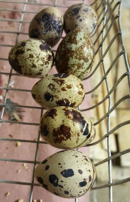 quail eggs in  cage