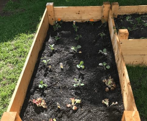 vegetable gardening in boxes