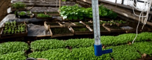 Controlling temperature in a greenhouse