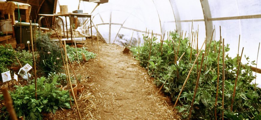 control light in a greenhouse