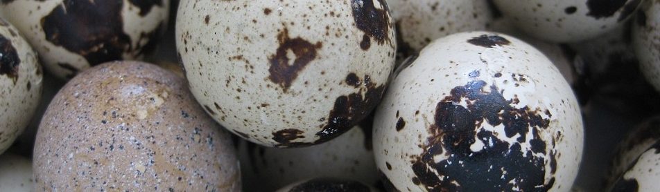 incubate quail eggs