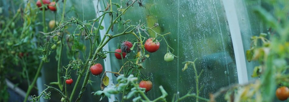 Moisture in greenhouse