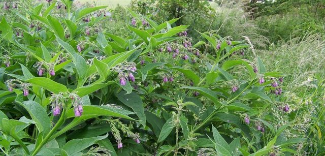 Comfrey medicinal plant