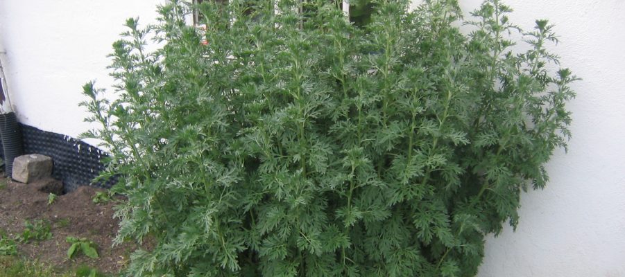 Artemisia absinthum & Southernwood - Artemisia abrotanum