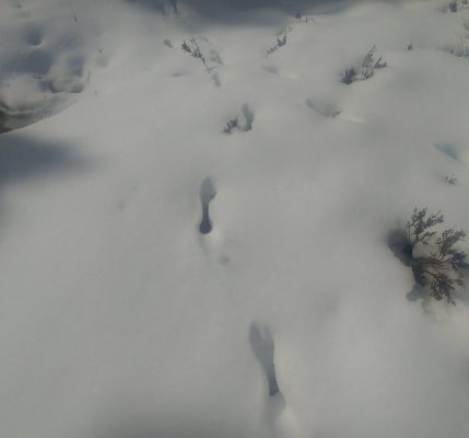 Tracks in snow