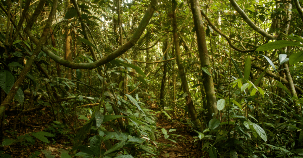 Amazon rainforest