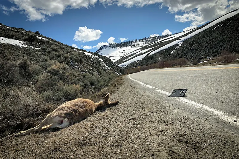 What Is Roadkill Food?