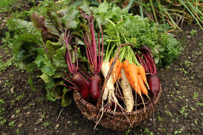 rootcrops