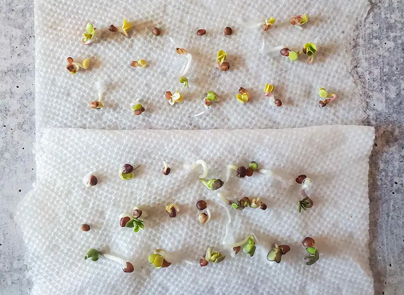 How Long Can You Save Seeds? Best Practices & Tips