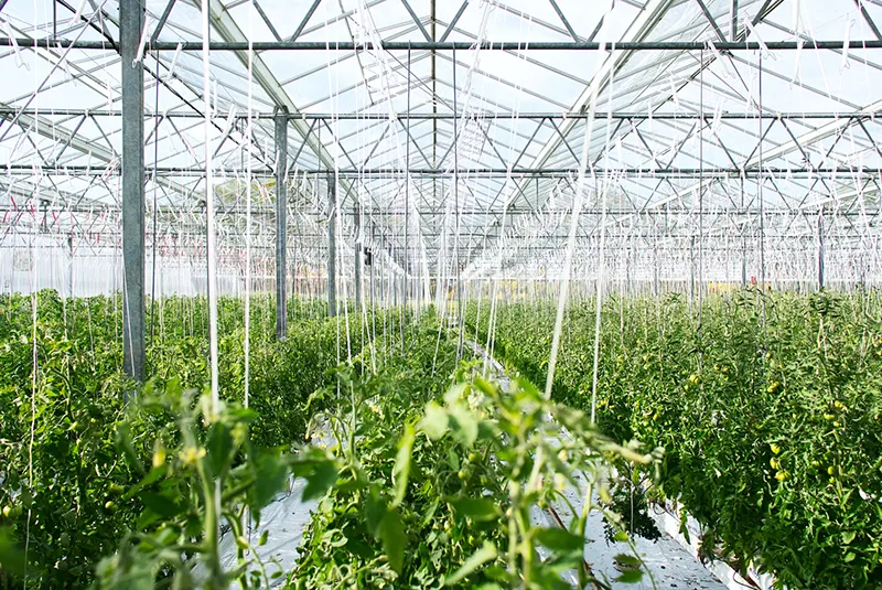 Is It Better to Grow Vegetables in a Greenhouse or Outside?