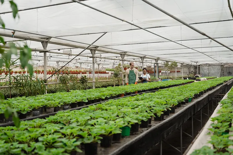 Is It Better to Grow Vegetables in a Greenhouse or Outside?