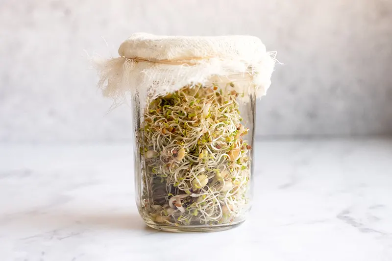 How To Sprout Seeds In A Jar: A Quick Guide