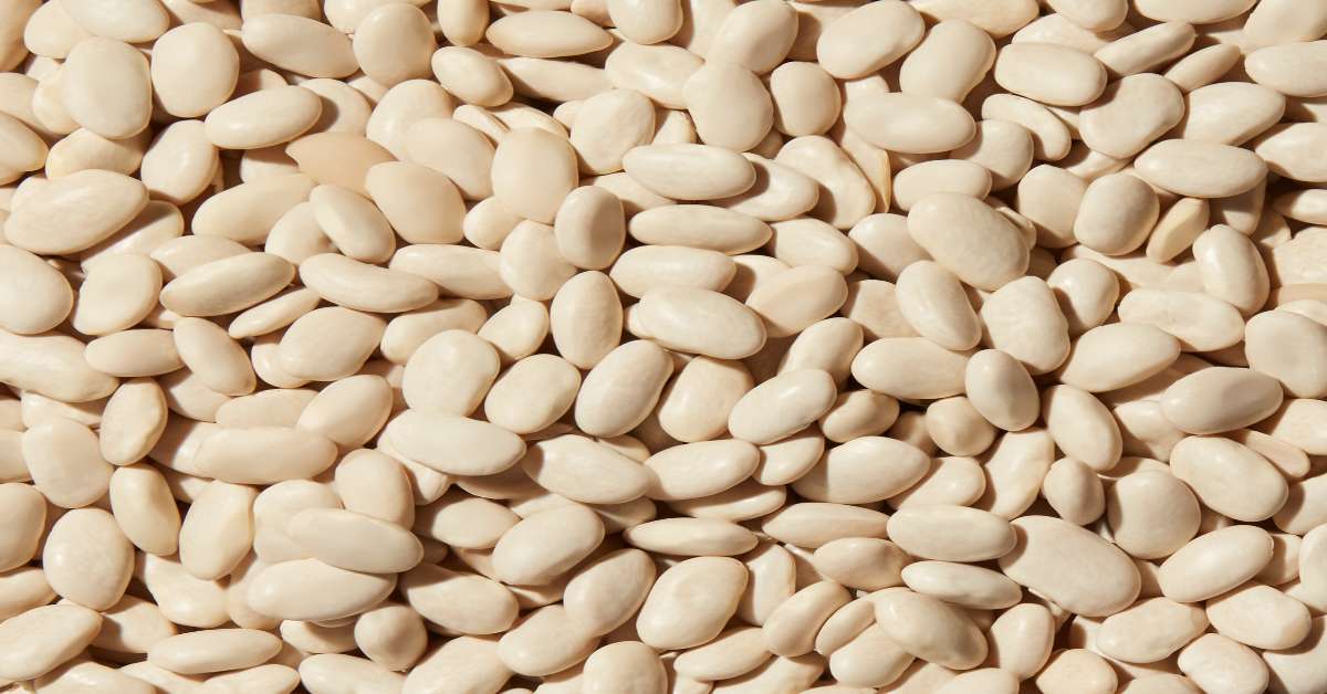 The best beans for prepping White beans