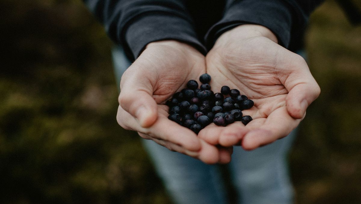 A person holding black berries while foraging.