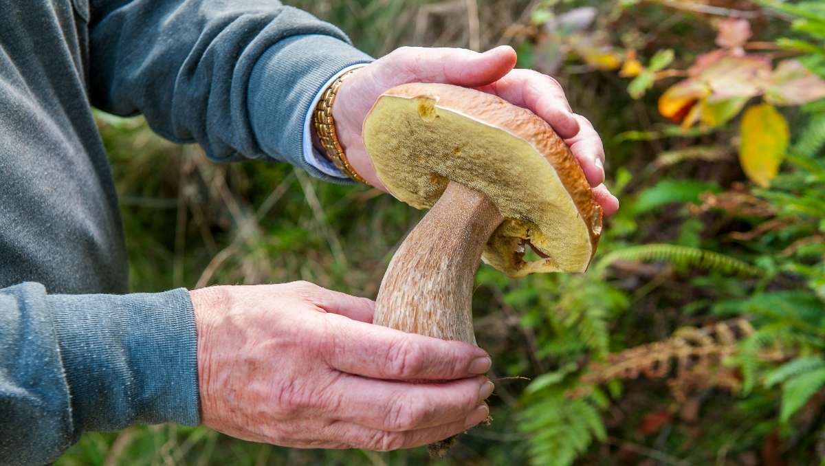A man holding a foraged mushroom in the forest.